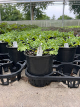 Kale 'Yokohama White'