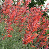 Agastache rupestris 'Orange Hyssop'