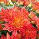 Chrysanthemum Tiger Eyes  red bloom