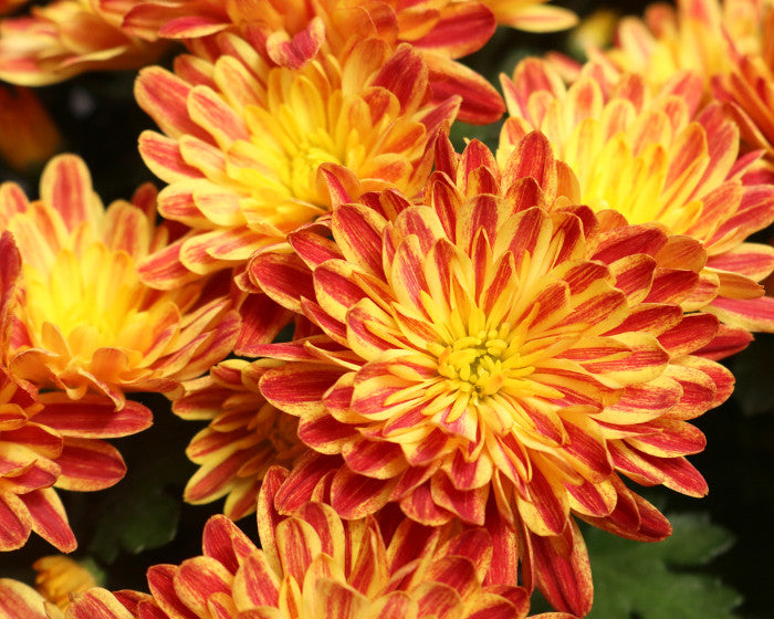 Chrysanthemum Tiger Eyes orange bloom