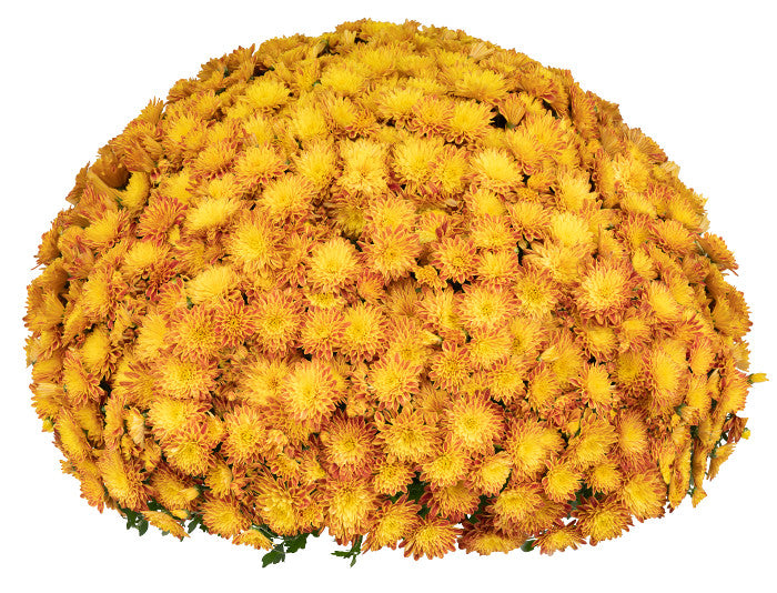 Chrysanthemum Tiger Eyes  plant