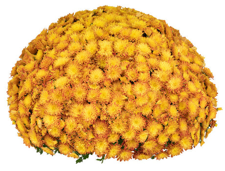 Chrysanthemum Tiger Eyes  plant