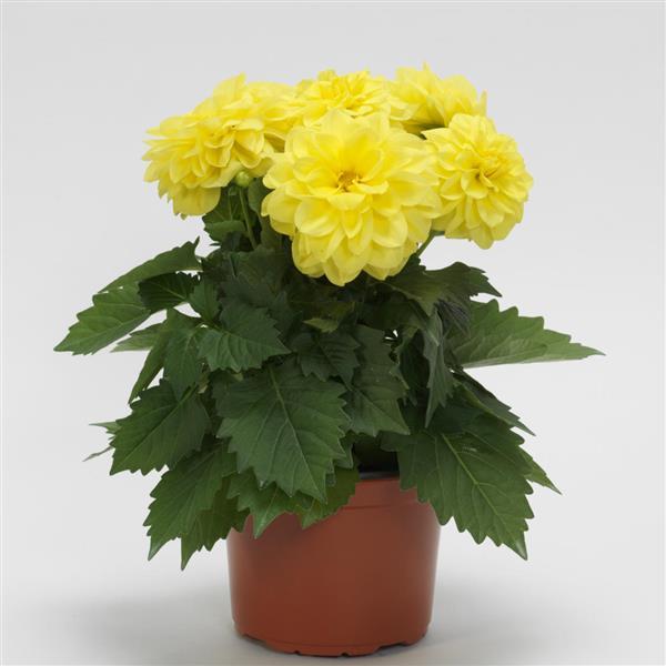 Dahlia 'Dahlietta Julia'