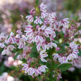 Deutzia x 'Yuki Kabuki®'