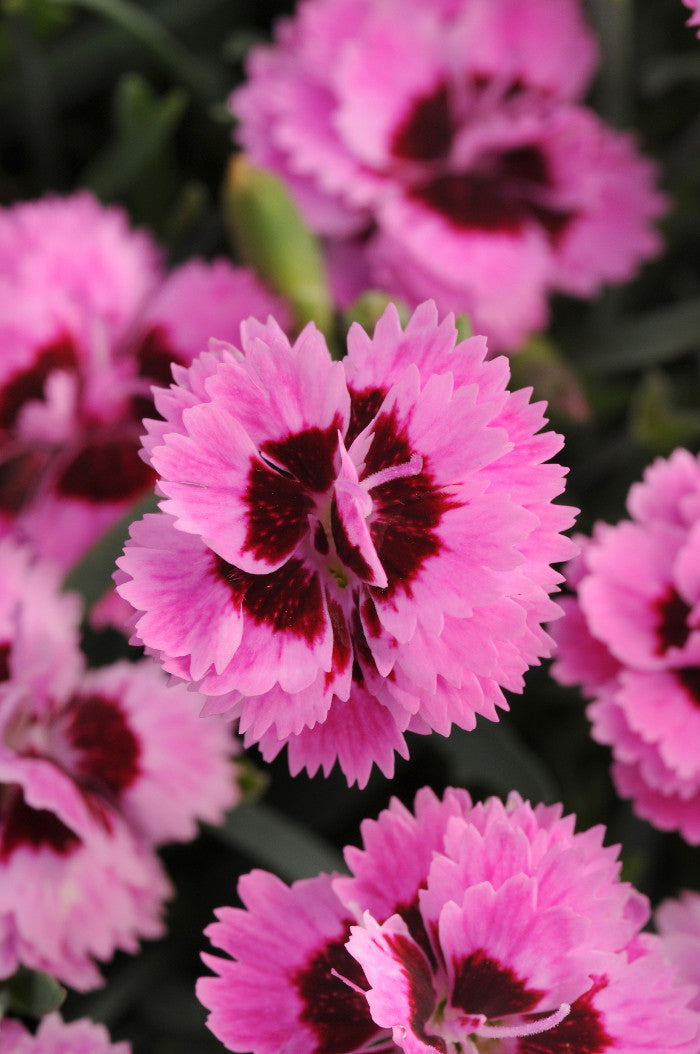 Dianthus hybrid EverLast™ 'Lilac + Eye'