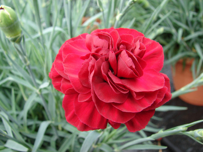 Dianthus Scent First™ 'Passion'