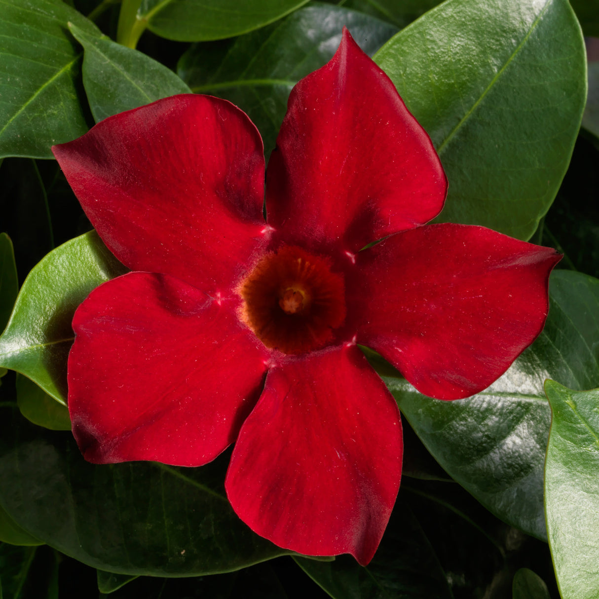 Dipladenia Madinia Deep Red