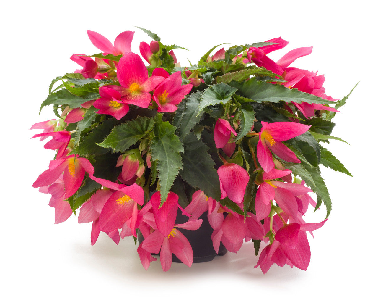 Begonia Beauvilia Hot Pink