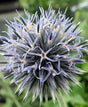 Echinops ritro