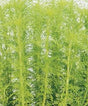 Eupatorium capillifolium 'Elegant Feather'