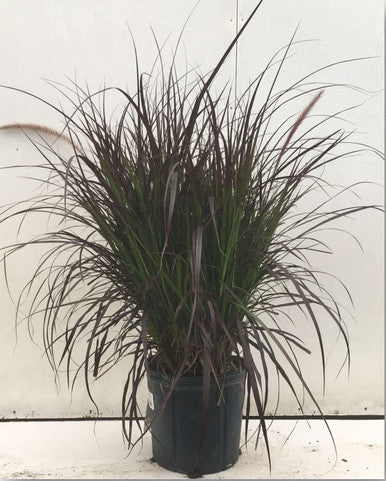 Pennisetum setaceum 'Rubrum'