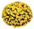 Chrysanthemum 'Conaco Yellow'