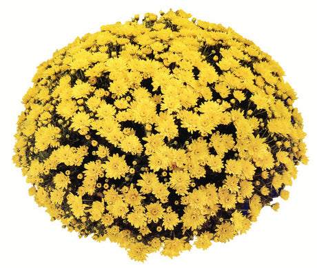 Chrysanthemum 'Conaco Yellow'