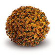 Chrysanthemum 'Conello Orange