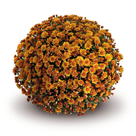 Chrysanthemum 'Conello Orange