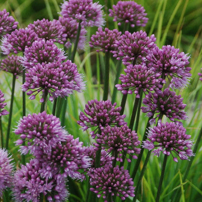 Allium 'Windy City'