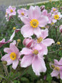 Anemone tomentosa 'Robustissima'