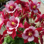 Aquilegia Songbird 'Cardinal'