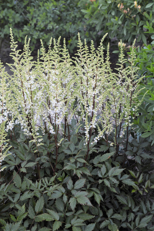 Astilbe hybrid 'Happy Spirit'