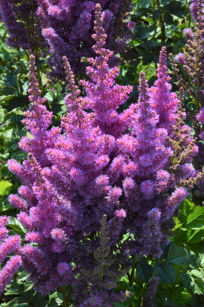 Astilbe chinensis 'Black Pearls'