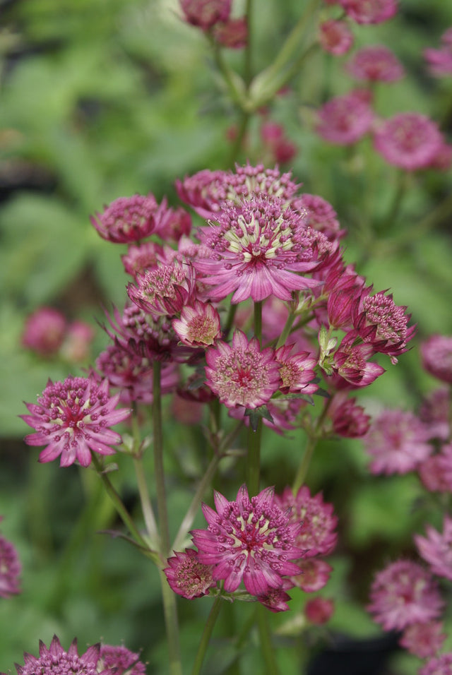 Astrantia major 'Star of Beauty'