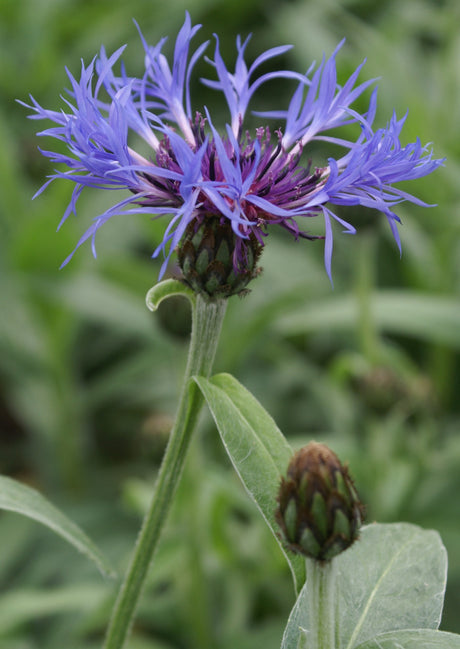 Centaurea montana 'Blue'