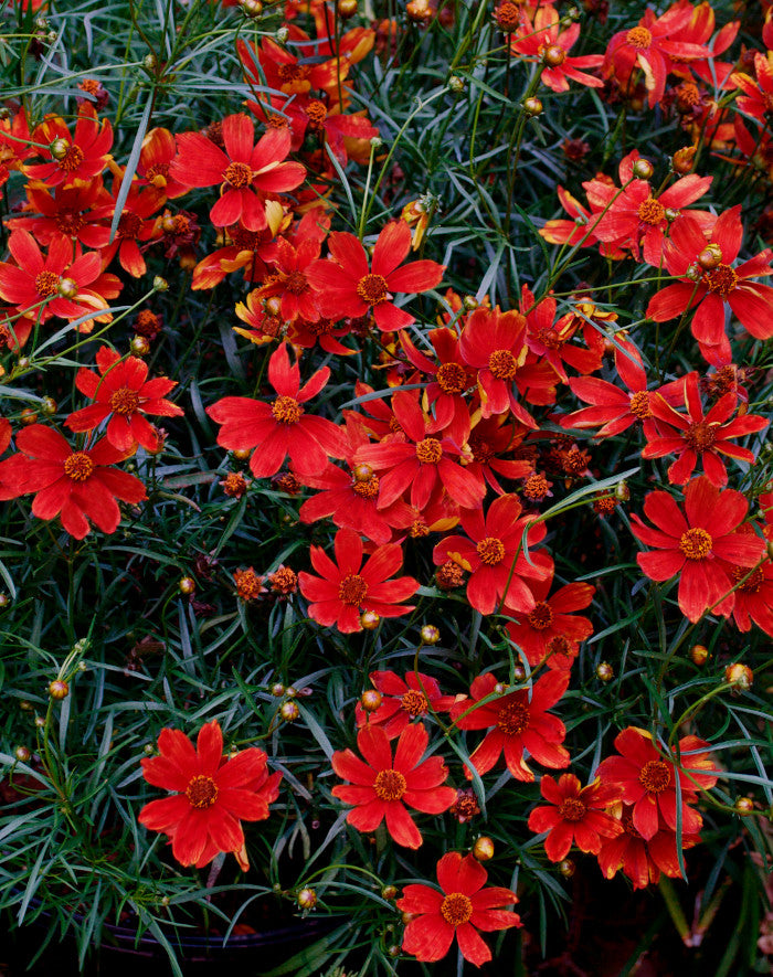 Coreopsis verticillata CRUIZIN' 'Broad Street'