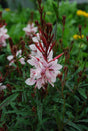 Gaura lindheimeri 'Gaudí™ Pink'