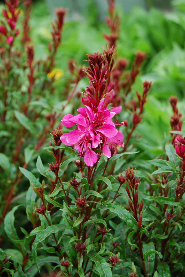 Gaura lindheimeri 'Gaudí™ Red'