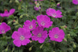 Geranium sanguineum 'Max Frei'