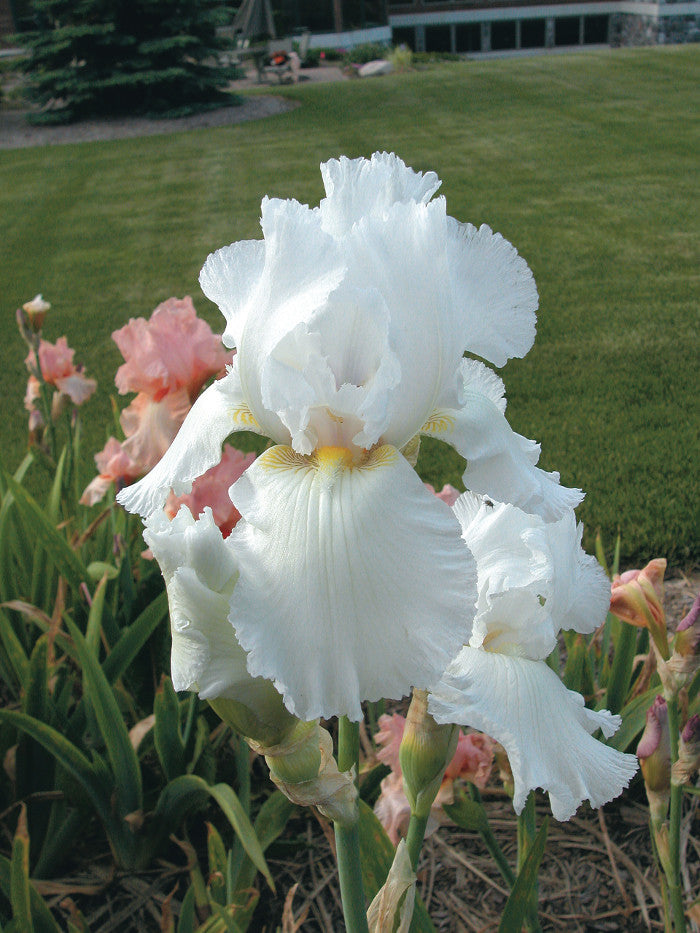 Romence Gardens Iris germanica Immortality