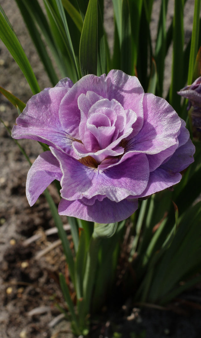 Iris sibirica 'Pink Parfait'