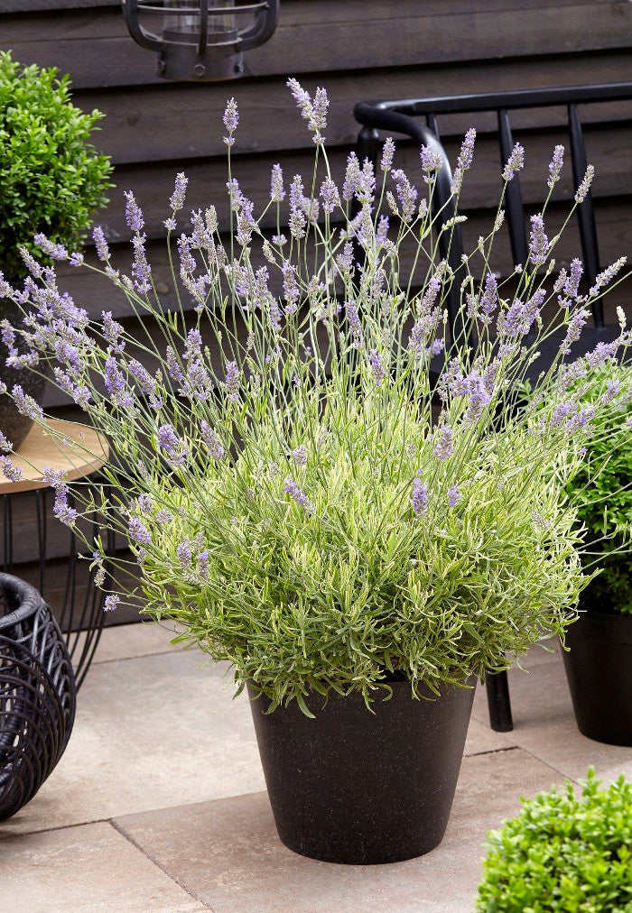 Romence Gardens Lavandula angustifolia