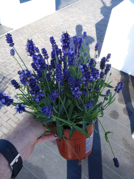 blue lavender plant Lavandula angustifolia 'SuperBlue' – Romence Gardens & Greenhouses