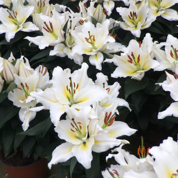 white ories lilies Lily Oriental Looks 'Sunny Azores'