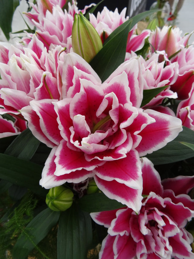 Lily Oriental Rose Lily™ 'Samantha'