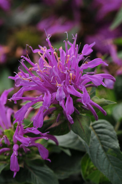 monarda didyma balmy purple perennial plant 6 x 9cm pots Monarda Didyma | Balmy Lilac | 1 Plant | Purple | Perennials