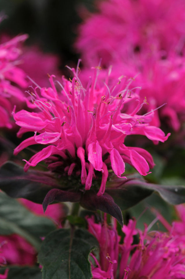 Monarda didyma 'Balmy™ Rose'