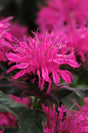 Monarda didyma 'Balmy™ Rose'