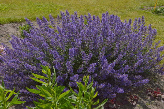 Romence Gardens Nepeta faassenii Junior Walker