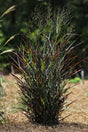 Panicum virgatum 'Hot Rod'