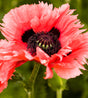 Papaver orientale 'Turkenlouis'