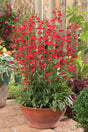 Penstemon schmidel 'Red Riding Hood'