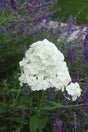 Phlox paniculata 'David'