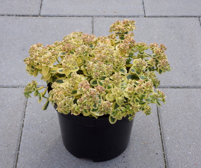Sedum SunSparkler® Series 'Lime Twister' – Romence Gardens