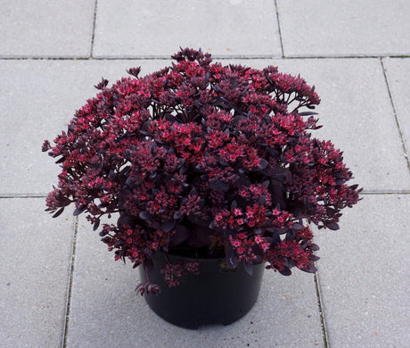 Sedum SunSparkler Series 'Plum Dazzled'