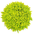 Sedum rupestre SunSparkler® 'Angelina's Teacup'