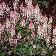 Tiarella 'Candy Striper'