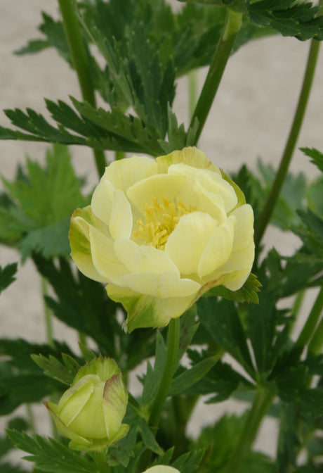 Trollius cultorum 'New Moon'