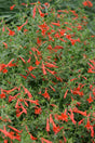 Zauschneria garrettii 'Orange Carpet'